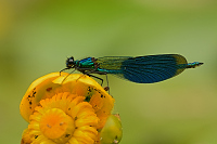 g0765. Motýlice lesklá (Calopteryx splendens)