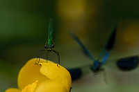 g0985. Motlice leskl (Calopteryx splendens)