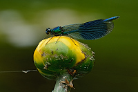 g1013. Motlice leskl (Calopteryx splendens)