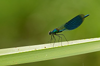 g1027. Motlice leskl (Calopteryx splendens)