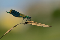 g1850. Motýlice lesklá (Calopteryx splendens)