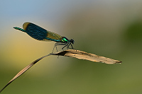 g1850. Motlice leskl (Calopteryx splendens)