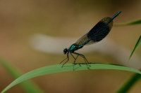 j0290. Motlice leskl (Calopteryx splendens)