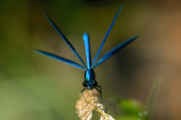 j0482. Motlice leskl (Calopteryx splendens)