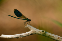 j0512. Motlice leskl (Calopteryx splendens)