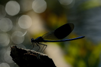 j0544. Motlice leskl (Calopteryx splendens)