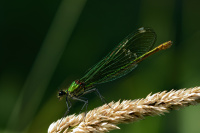 j0554. Motlice leskl (Calopteryx splendens)