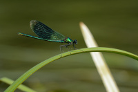 j0602. Motlice leskl (Calopteryx splendens)