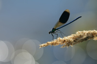 j0631. Motlice leskl (Calopteryx splendens)