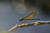 j0666. Motlice leskl (Calopteryx splendens)