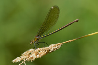 j1310. Motlice leskl (Calopteryx splendens)