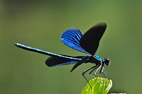 Motlice obecn (Calopteryx virgo)