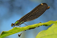 	6720.	 Motlice obecn (Calopteryx virgo)