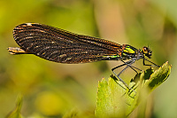 	6737.	 Motlice obecn (Calopteryx virgo)