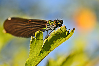 	6790.	 Motýlice obecná (Calopteryx virgo)