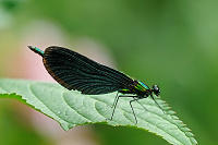 	A6418	 Motlice obecn (Calopteryx virgo)