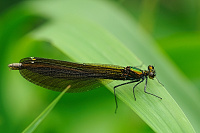 	A6444	 Motlice obecn (Calopteryx virgo)
