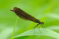 	A6452	 Motýlice obecná (Calopteryx virgo)