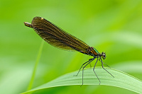 	A6452	 Motlice obecn (Calopteryx virgo)