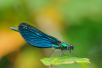 	A6493	 Motlice obecn (Calopteryx virgo)
