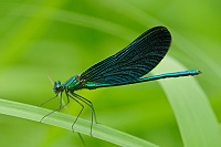 	A6498	 Motlice obecn (Calopteryx virgo)