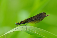 	A6509	 Motlice obecn (Calopteryx virgo)