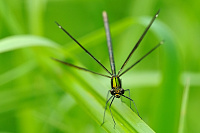 	A6514	 Motlice obecn (Calopteryx virgo)