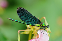 	A6531	 Motlice obecn (Calopteryx virgo)