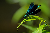 c3895. Motlice obecn (Calopteryx virgo)