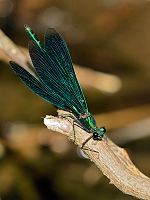 c3985. Motýlice obecná (Calopteryx virgo)