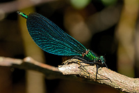 c4018. Motlice obecn (Calopteryx virgo)
