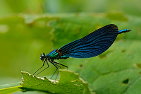 c4096. Motlice obecn (Calopteryx virgo)