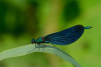 c4176. Motýlice obecná (Calopteryx virgo)