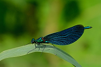 c4176. Motlice obecn (Calopteryx virgo)