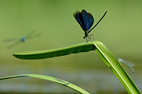 c7080. Motýlice obecná (Calopteryx virgo)