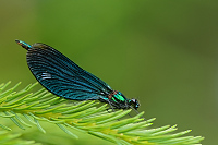 e0662. Motlice obecn (Calopteryx virgo)