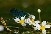 e0944. Motlice obecn (Calopteryx virgo)