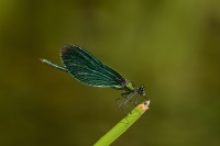 j1335. Motlice obecn (Calopteryx virgo)