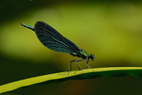 j1472. Motlice obecn (Calopteryx virgo)