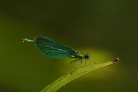 j1493. Motlice obecn (Calopteryx virgo)