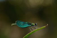 j1513. Motlice obecn (Calopteryx virgo)