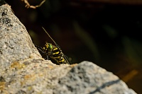 	B4557	 Pskovec kroukovan (Cordulegaster boltonii)
