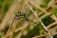 c7341. Pskovec kroukovan (Cordulegaster boltonii)
