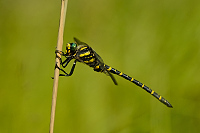 Pskovec kroukovan (Cordulegaster boltonii)