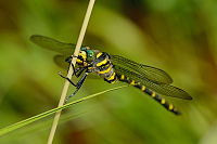 c7477. Pskovec kroukovan (Cordulegaster boltonii)