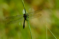c7505. Pskovec kroukovan (Cordulegaster boltonii)
