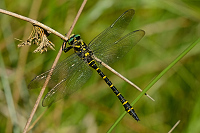 c7568. Pskovec kroukovan (Cordulegaster boltonii)