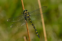 c7571. Pskovec kroukovan (Cordulegaster boltonii)