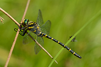 c7623. Pskovec kroukovan (Cordulegaster boltonii)
