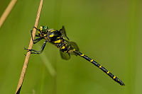 c7643. Pskovec kroukovan (Cordulegaster boltonii)